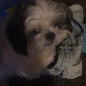 Meet your Posher, Odell